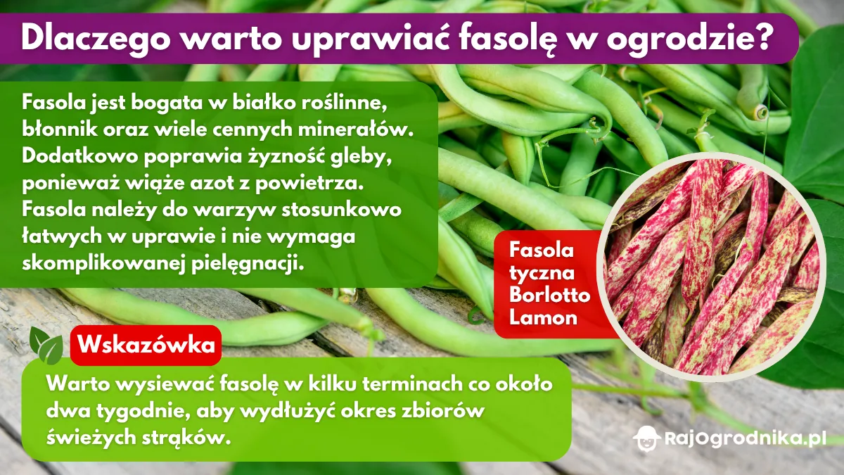 Dlaczego warto uprawiać fasolę w ogrodzie blog sklep rajogrodnika